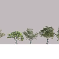 Row of Neatly Arranged Arbor Trees in Open Flat Area with Shadows