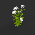 Beautiful White Flowers With Fresh Green Leaves In Lush Plant Arrangement