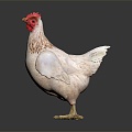 Modern Hen Domestic Chicken 3d model