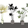Potted Plants with Diverse Leaf Shapes in Modern Pots for Interior Decoration
