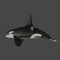 Realistic 3D Orca Model With Black And White Coloration And Detailed Fins
