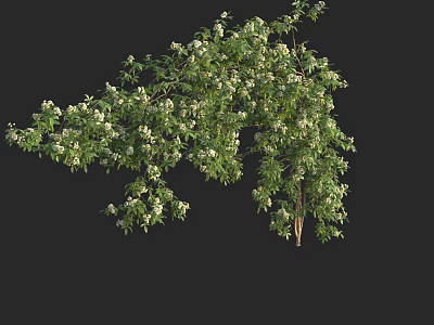 Vine With Lush Green Leaves And White Flowers Growing On Branch 3d model