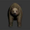 Realistic 3D Model of Large Brown Bear with Thick Fur on White Background