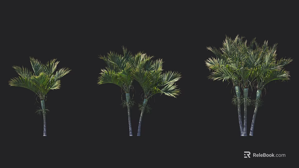 Various Palm Arbor Forms With Green Fronds And Multiple Trunks Isolated 3d model 