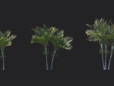 Various Palm Arbor Forms With Green Fronds And Multiple Trunks Isolated 3d model
