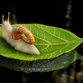 Reptile Resting On Green Leaf With Calm Water Reflection In Natural Habitat