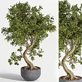 Potted Bonsai Tree With Lush Green Foliage And Curved Trunk For Home Decor