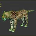 A Yellow Leopard with Black Spots Standing on Dark Reflective Surface
