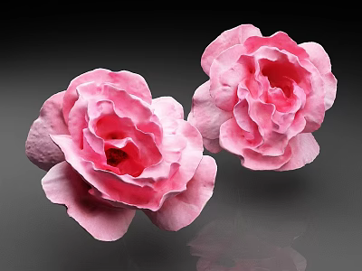 Two Pink Roses With Soft Ruffled Petals Blooming Vibrantly Against Dark Background 3d model
