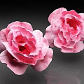 Two Pink Roses With Soft Ruffled Petals Blooming Vibrantly Against Dark Background