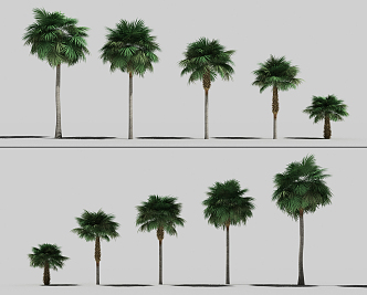 Modern Tree Palm Tree 3d model