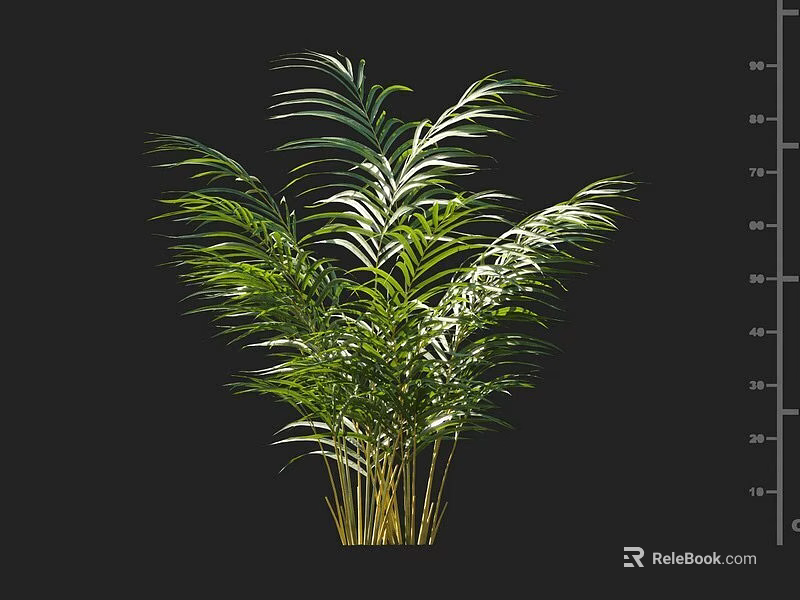 Green Leafy Shrub With Feathery Foliage And Multiple Stems On Black Background 3d model 