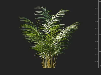 Green Leafy Shrub With Feathery Foliage And Multiple Stems On Black Background 3d model