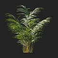 Green Leafy Shrub With Feathery Foliage And Multiple Stems On Black Background 3d model