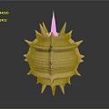 Sea Urchin With Spines And Spherical Layered Surface In Light Beige Color