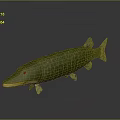 Realistic Green Pike Fish 3D Model With Lifelike Texture And Shiny Surface