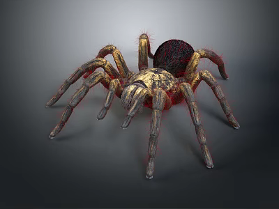 Hairy Yellow And Black Spider With Long Legs On Gray Surface 3d model