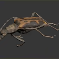 Orange and Black Spotted Longhorn Beetle With Long Antennae On Dark Surface