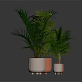 Indoor Green Plants In Colorful Pots With Lush Leaves And Different Varieties