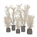 White Flowering Bonsai Plants in Decorative Gray Pots for Indoor