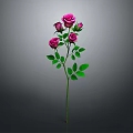 Beautiful Pink Roses With Green Leaves On Single Stem Against Gray Background