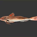 Vibrant Red Sea Fish With Distinctive Blue Fins And Sharp Facial Features On Dark Background