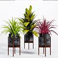 Colorful Potted Bonsai Plants With Green Yellow Purple Leaves In Black Pots On Wooden Stands