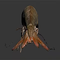 Brown and Orange Shrimp With Detailed Body Long Antennae And Delicate Legs On Smooth Surface