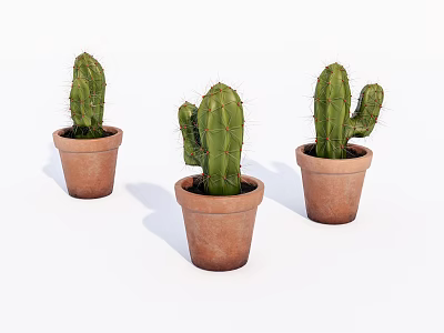 Three Cactus Potted Plants in Terracotta Pots for Indoor Home Decor 3d model