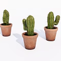 Three Cactus Potted Plants in Terracotta Pots for Indoor Home Decor