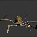 Long Armed Shrimp With Orange Green Body And Antennae On Dark Reflective Surface