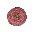 Fresh Lychee Fruit Showcasing Vibrant Red Color With Spiky Textured Skin