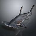 Realistic 3D Model of Hammerhead Shark With Unique Hammer Shaped Head And Grey Skin
