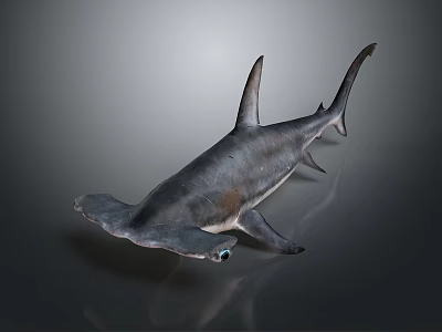Realistic 3D Model of Hammerhead Shark With Unique Hammer Shaped Head And Grey Skin 3d model