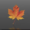 Vibrant Orange Yellow Maple Leaf Display On Dark Background With Reflection