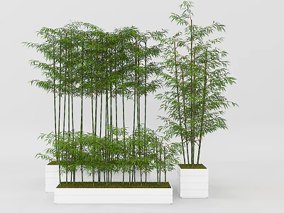 Lush Green Bamboo Plants in White Planters with Various Heights for Indoor Decor 3d model