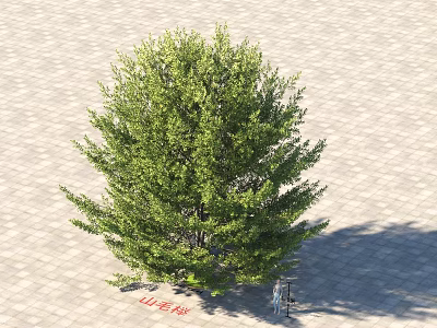 Lush Beech Tree With Green Leaves And Full Canopy On Paved Ground 3d model