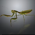 Green Praying Mantis With Long Forelegs In Natural Stance On Dark Surface