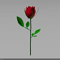 Red Rose Plant With Green Stem Fresh Leaves On Gray Background