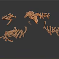 Multiple Small Animal Skeletons Scattered On White Background Show Bone Structures