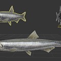 Modern Fish Anchovy 3d model