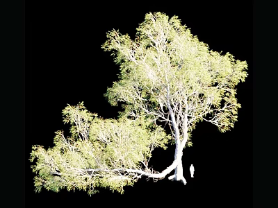 Tall Arbor With Lush Green Foliage And Natural Branch Structure 3d model