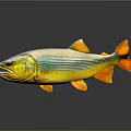 Vibrant Striped Fish with Yellow Blue and Orange Shiny Body on Dark Background