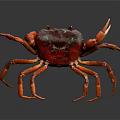 Red Crab With Extended Legs Large Claws And Shiny Body On Dark Background