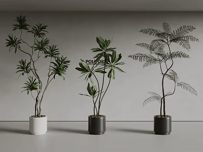 Indoor Bonsai Plants with Different Green Leaves in White and Black Pots Against Gray Wall 3d model
