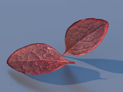 Natural Red Leaves With Visible Veined Texture On Smooth Blue Background 3d model