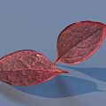 Natural Red Leaves With Visible Veined Texture On Smooth Blue Background