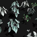 Diverse Indoor Plants With Green And White Leaves And Various Leaf Shapes