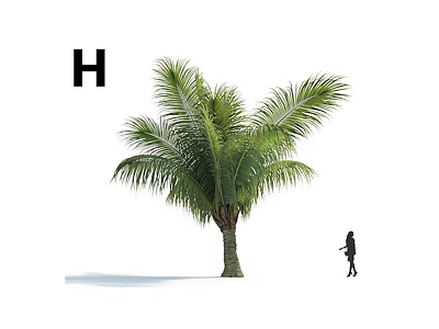 Lush Green Palm Tree With Person Silhouette And Black Letter H On White Background 3d model