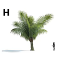 Lush Green Palm Tree With Person Silhouette And Black Letter H On White Background